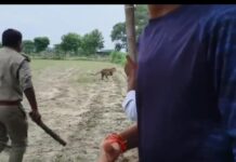 मनाने में लगे थे रक्षाबंधन, कूद पड़ा तेंदुआ